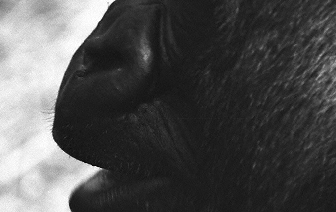 Enlarged detail showing gorilla's whiskers