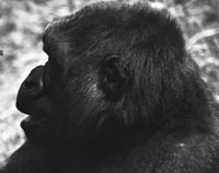 Gorilla photographed with telephoto lens